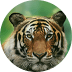 Big Cat Rescue Megaways
